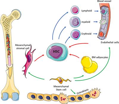 Acute Myeloid Leukaemia Drives Metabolic Changes in the Bone Marrow Niche